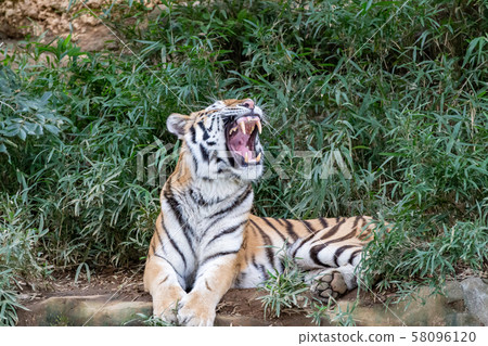 大打哈欠的老虎 大打哈欠的老虎 58096120