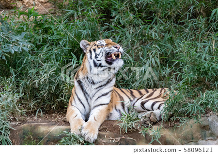 打呵欠的老虎 58096121