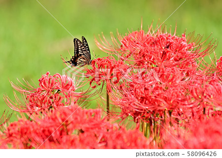 Mandarin safflower and swallowtail butterfly 58096426