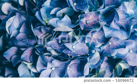 botany science natural flowers blue hortensia 58096672