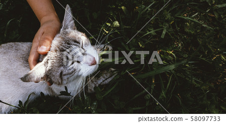 World Day Pets and Kindness Day 58097733
