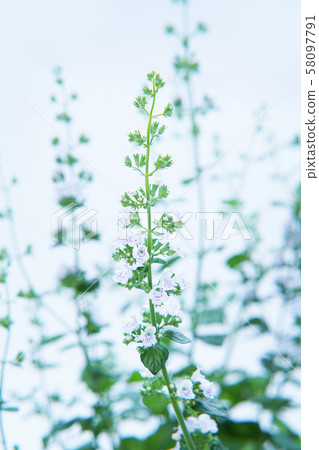 Kalaminsa Nepeta Kalaminsa Nepeta 58097791