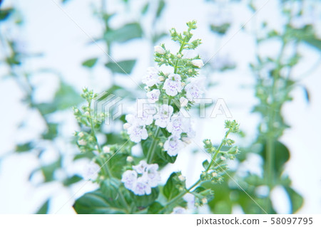 Kalaminsa Nepeta Kalaminsa Nepeta 58097795