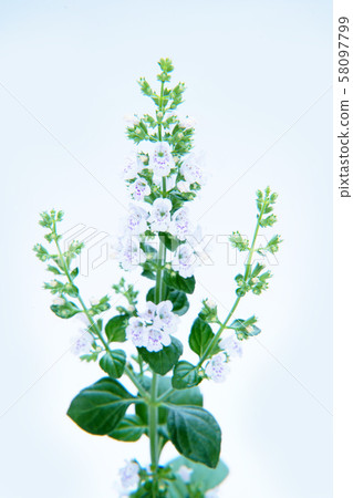 Kalaminsa Nepeta Kalaminsa Nepeta 58097799