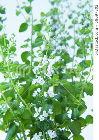 Kalaminsa Nepeta 58097802