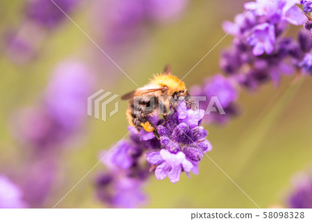 Bee pollination on a lavender flower. Macro photo. Close up. 58098328