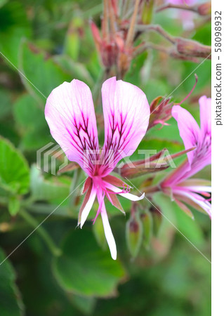 Peragonium Heart Leaf Up 58098932