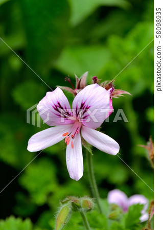 Geranium (Geranium) up Geranium (Geranium) up 58098935