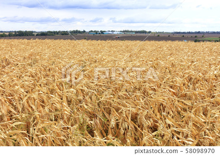 Bright yellow field of ripe corn Bright yellow field of ripe corn 58098970