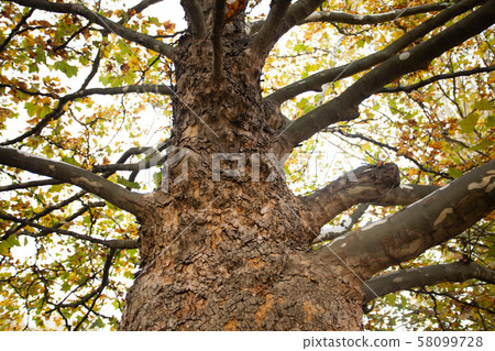 Close up view of beech tree with branches Close up view of beech tree with branches 58099728