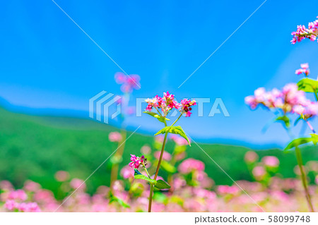 Red buckwheat flower [Nagano Prefecture] 58099748