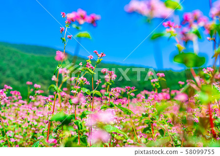 Red buckwheat flower [Nagano Prefecture] 58099755