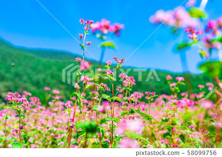 Red buckwheat flower [Nagano Prefecture] 58099756