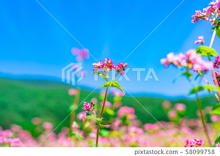 Red buckwheat flower [Nagano Prefecture] 58099758