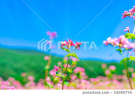 Red buckwheat flower [Nagano Prefecture] 58099759