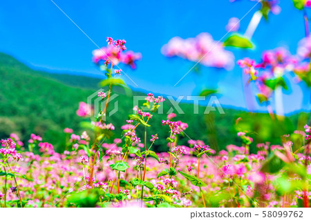 Red buckwheat flower [Nagano Prefecture] 58099762