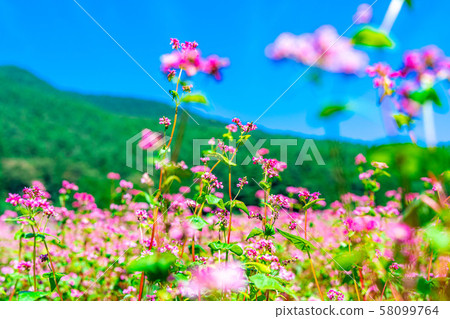 紅色蕎麥花[長野縣] 58099764