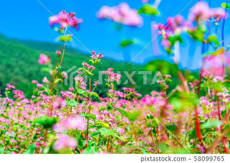 Red buckwheat flower [Nagano Prefecture] 58099765