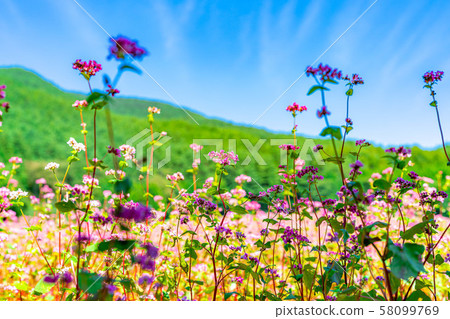 紅色蕎麥花[長野縣] 58099769