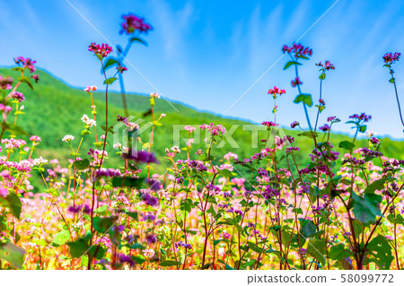 紅色蕎麥花[長野縣] 58099772