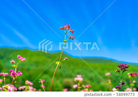 紅色蕎麥花[長野縣] 58099773