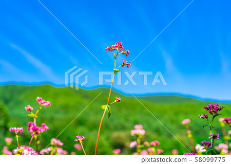 Red buckwheat flower [Nagano Prefecture] 58099775