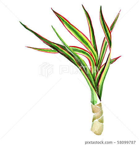 Dracaena marginata tricolor. Watercolor background illustration set. Isolated dracaena illustration 58099787