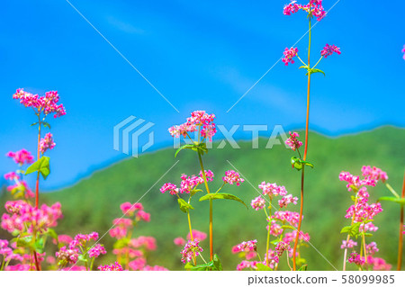 Red buckwheat flower [Nagano Prefecture] 58099985
