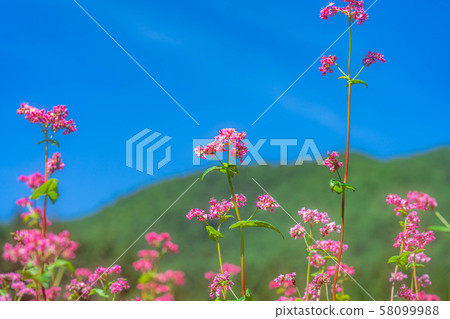 Red buckwheat flower [Nagano Prefecture] 58099988