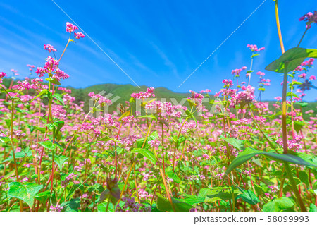 Red buckwheat flower [Nagano Prefecture] 58099993