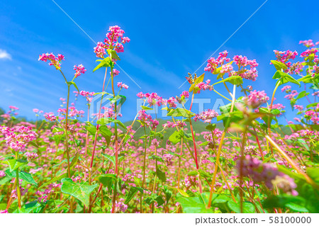 紅色蕎麥花[長野縣] 58100000