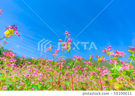 Red buckwheat flower [Nagano Prefecture] 58100011