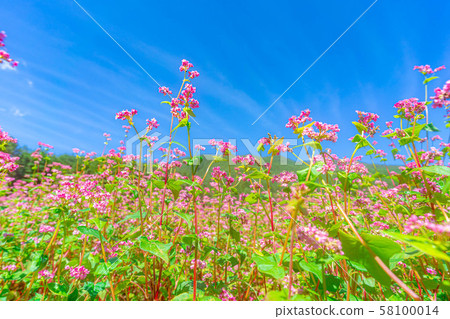 Red buckwheat flower [Nagano Prefecture] 58100014