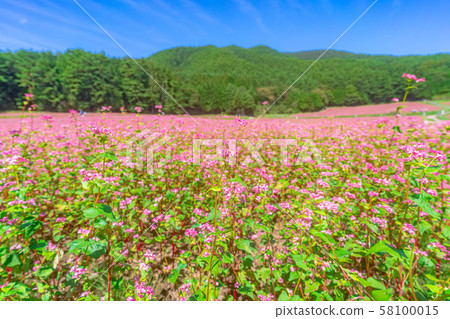 紅色蕎麥花[長野縣] 58100015