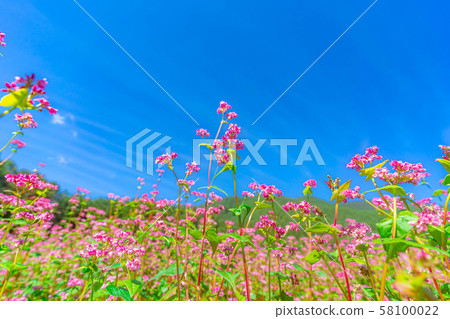 Red buckwheat flower [Nagano Prefecture] 58100022