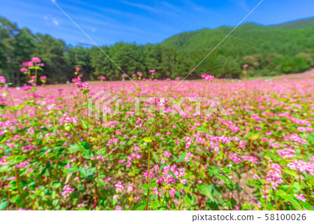 Red buckwheat flower [Nagano Prefecture] 58100026