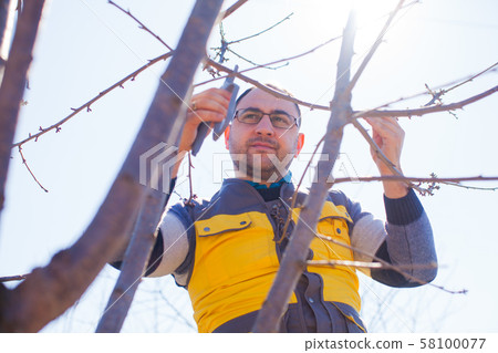 man pruning tree, early sping sunny day man pruning tree, early sping sunny day 58100077