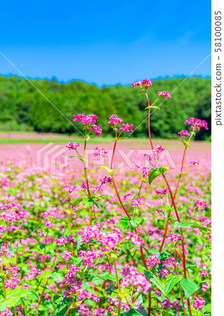 Red buckwheat flower [Nagano Prefecture] 58100085
