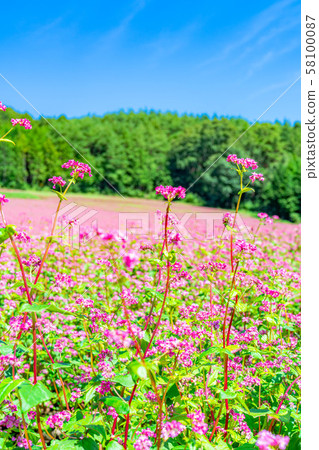 紅色蕎麥花[長野縣] 58100087