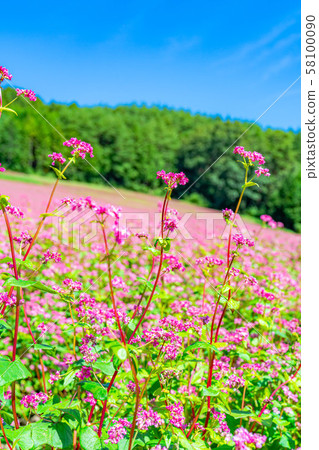 Red buckwheat flower [Nagano Prefecture] 58100090