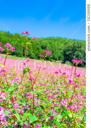 Red buckwheat flower [Nagano Prefecture] 58100098