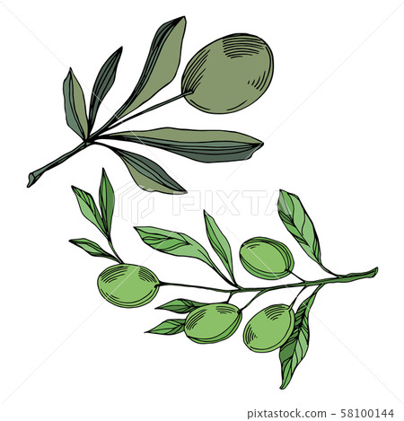 Vector Olive branch with fruit. Black and white... - Stock Illustration ...
