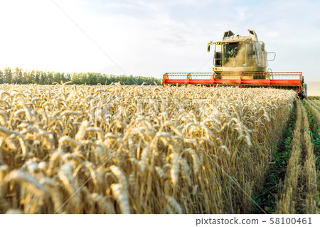 Against the backdrop of a sunny summer day and blue sky with clouds. Combine harvester harvesting Against the backdrop of a sunny summer day and blue sky with clouds. Combine harvester harvesting 58100461