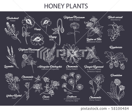 White Outline Honey plants black ink sketches set White Outline Honey plants black ink sketches set 58100484