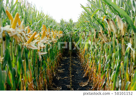 Printed yellow lot Corn cobs in the field Printed yellow lot Corn cobs in the field 58101152