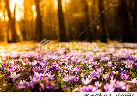 Saffron meadow flowers in the national park Saffron meadow flowers in the national park 58101229