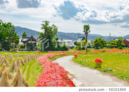 Cluster amaryllis and rural scenery in Kyoto 58101869