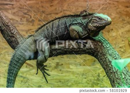 Cuban Rock Iguana 58101929