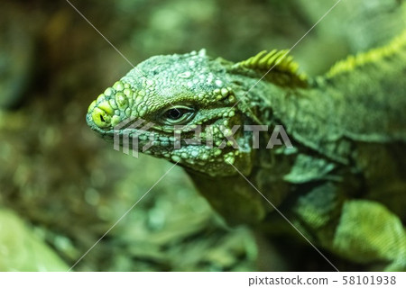 Cuban Rock Iguana 58101938
