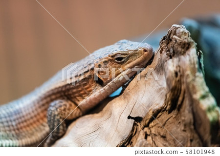 sudan plated lizard 58101948